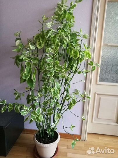 Педилантус вариегатный