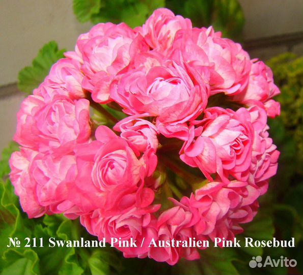 Пеларгония герань