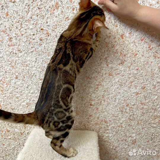 Бенгальские котята