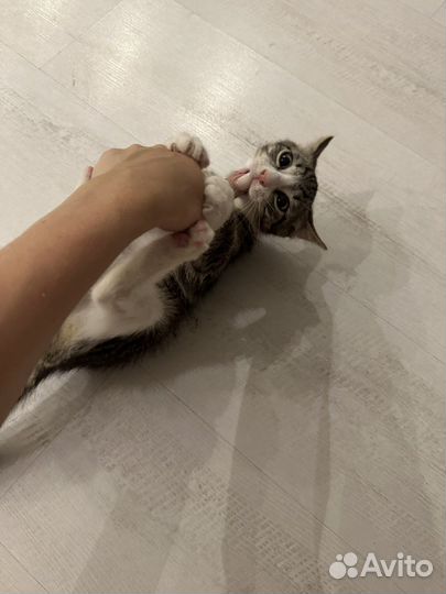 Котёнок в добрые руки бесплатно