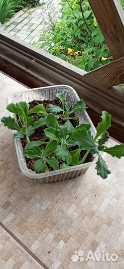 Почвопокровные многолетники