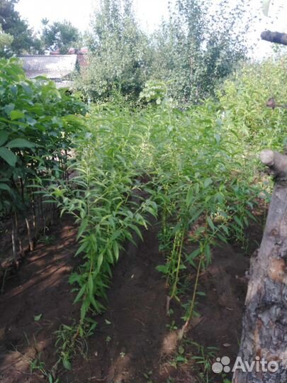 Энгельский плодопитомник астра