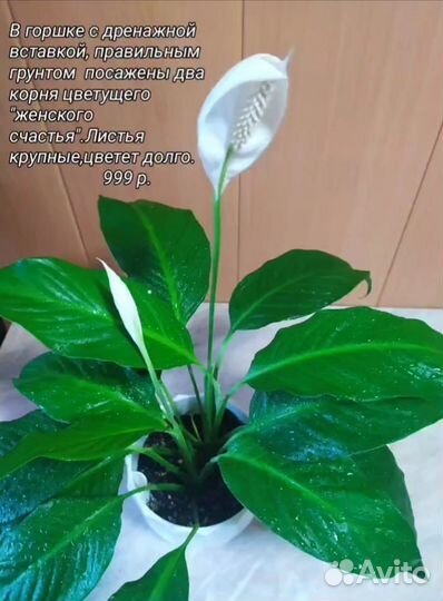 Спатифиллум