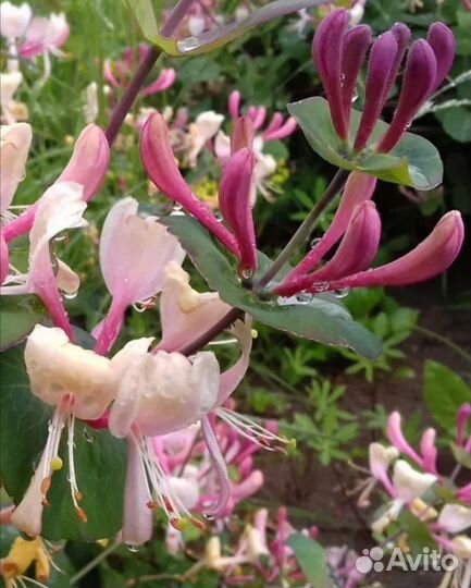 Жимолость каприфоль инга саженцы