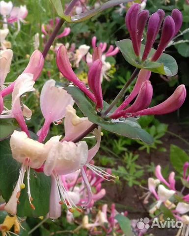 Жимолость каприфоль инга саженцы