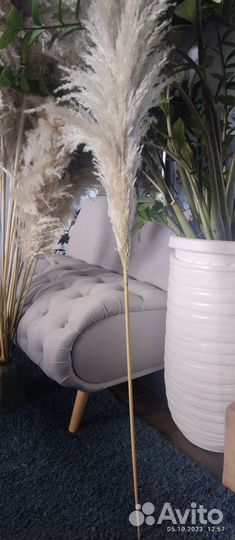 Кортадерия пампасная трава