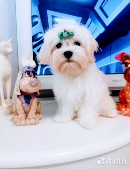 Мальтийская болонка щенки. Мальтезе щенки мини
