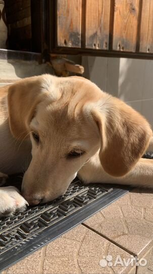 Метис лабрадора