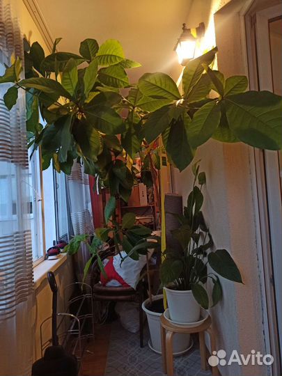 Дерево из Тайланда, мангровые, баррингтония