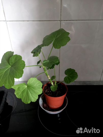 Пеларгония герань. Укорененные черенки