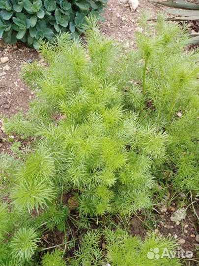 Многолетние растения для сада