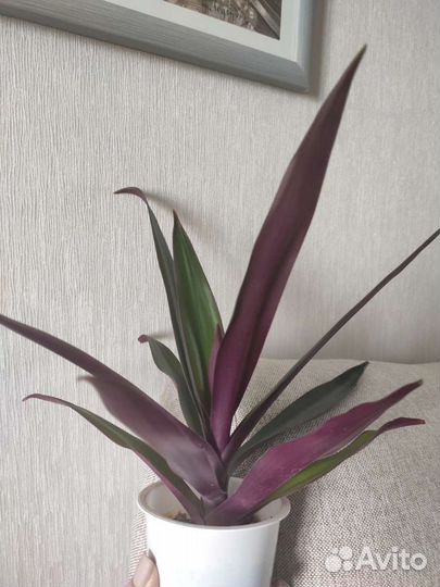 Цветы: Рео, традесканция, сциндапсус