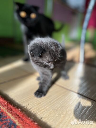 Британская кошка