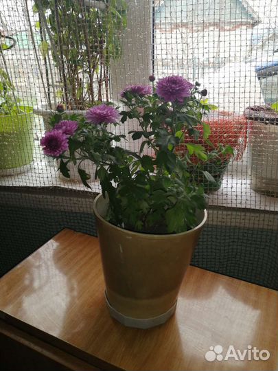 Хризантемы мультифлора