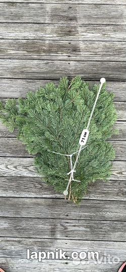 Лапник декоративный