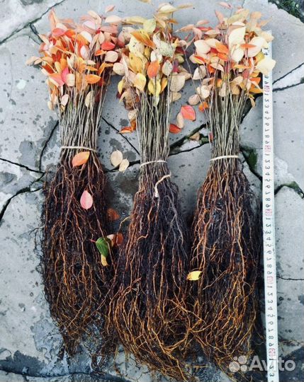 Сеянцы Кизильника Блестящего