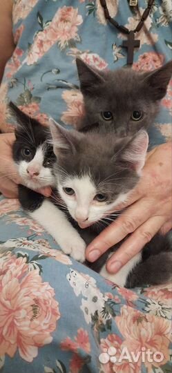 Отдам в добрые руки котят