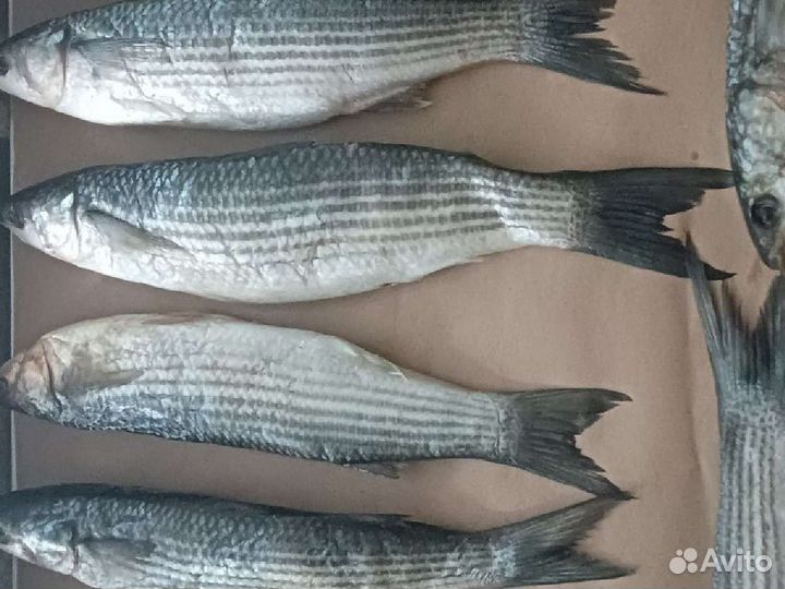 Вяленая рыба морская Черноморская под заказ