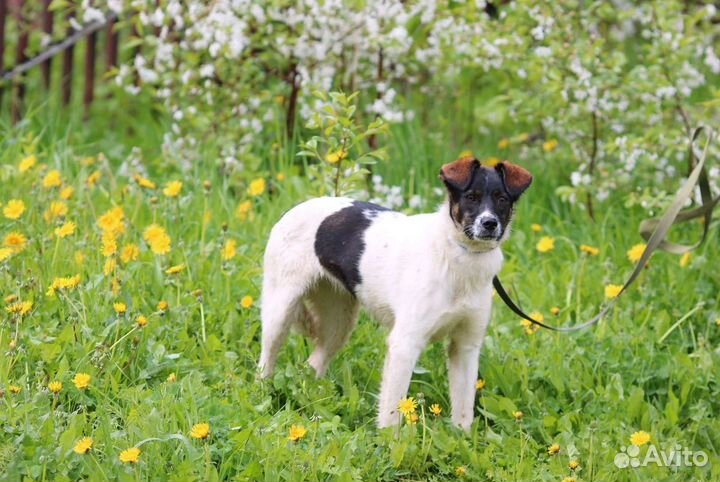 Щенок, 6 месяцев