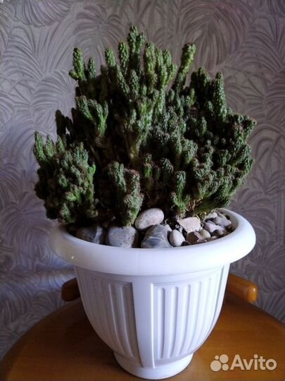 Большой кактус