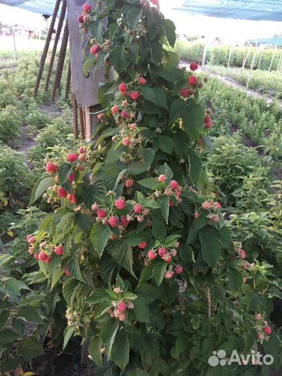 Саженцы малины