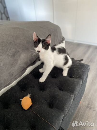 Котенок целовашка ласковый мурлыка мальчишка