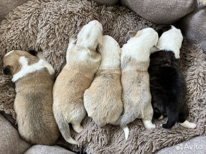 Щенки вельш корги