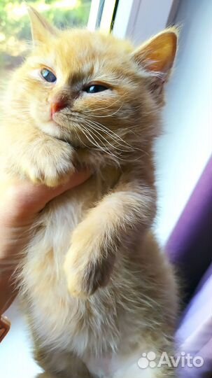 Рыжий котенок мальчик