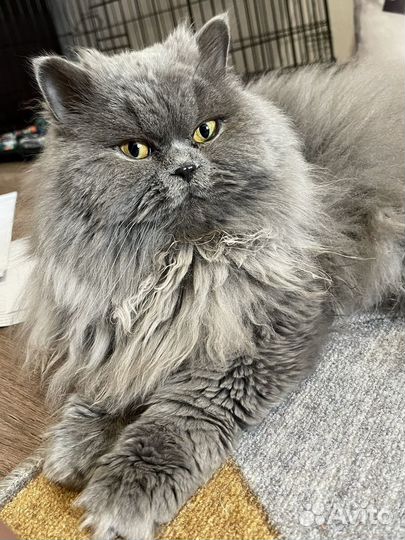 Шотландский кот вязка