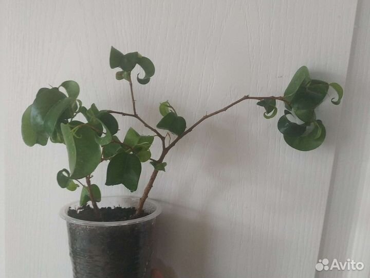 Фикус бенджамина. Сорт Букле