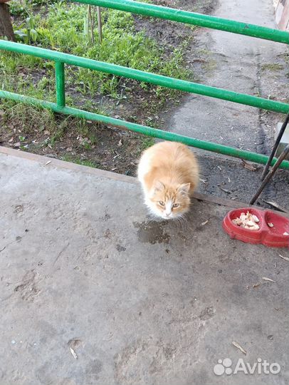 Кошечка ищет себе хозяина