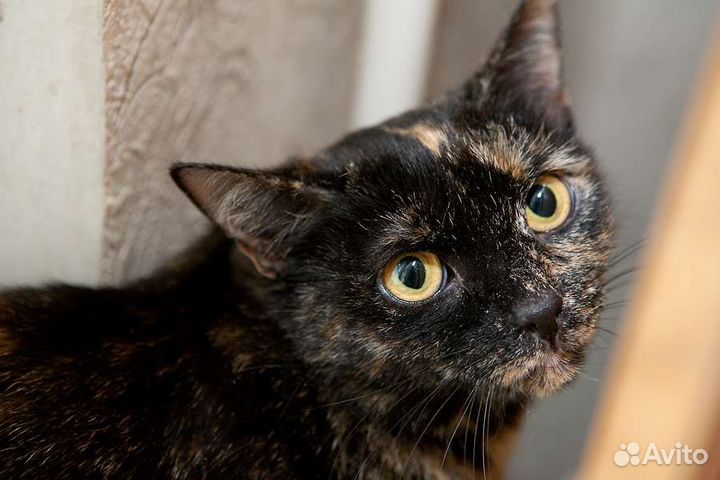 Кошка Бусинка (3 года) в добрые руки