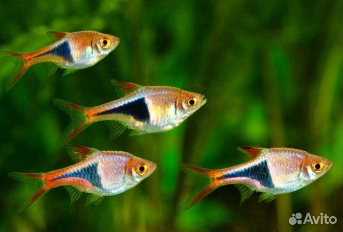 Аквариумные рыбки