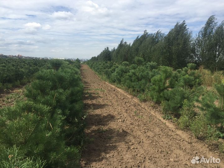 Саженцы сосны. Сосна обыкновенная 1,2м