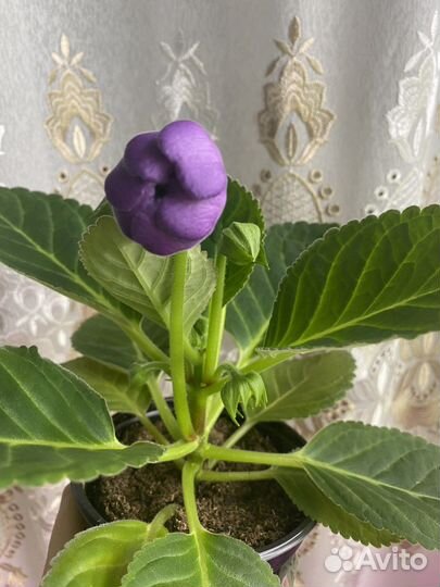 Глоксиния махровая зацветающая