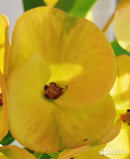 Молочай Миля Желтый 2 сорта(эуфорбия)