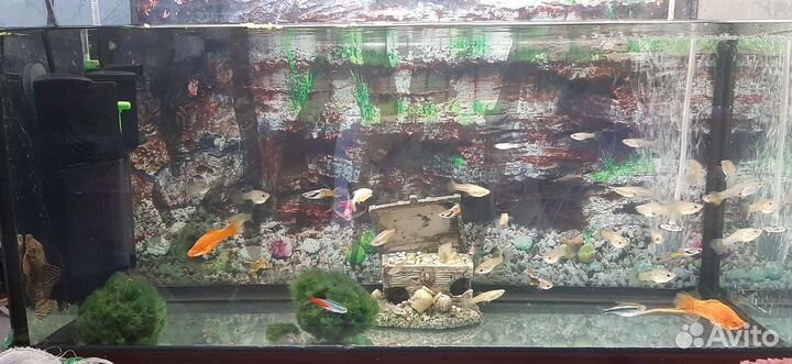 Аквариум
