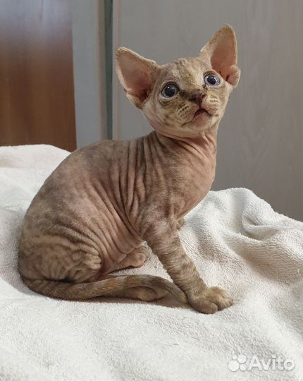 Котята канадского сфинкса