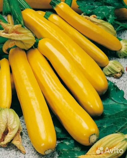 Кабачок Ананасный семена