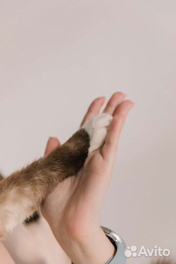 Зоопсихолог, коррекция поведения кошек