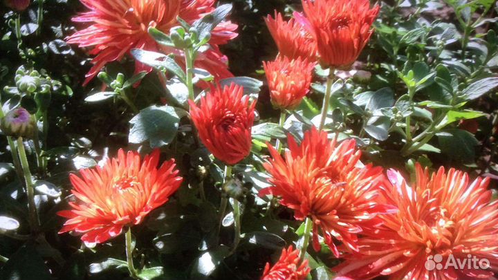 Хризантемы