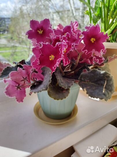 Фиалки сортовые