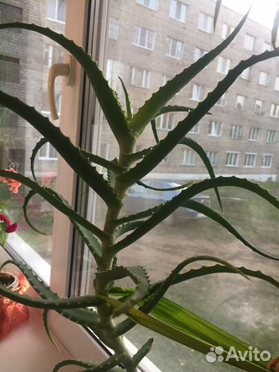 Алоэ лечебное 70 см