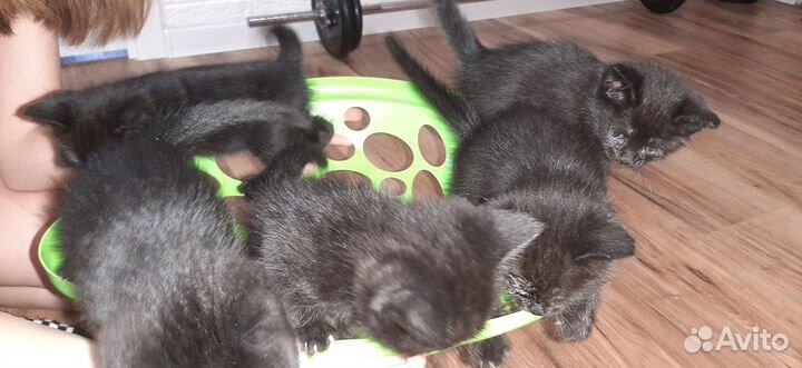 Отдам котят в хорошие руки