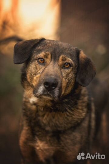 Собака в добрые руки