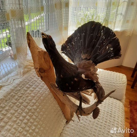 Чучело глухаря