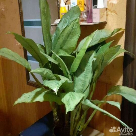 Аглаонема фридман