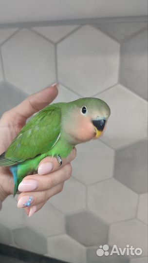 Попугай неразлучник