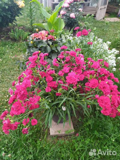 Гвоздика ампельная