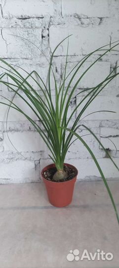 Бокарнея нолина, бутылочное дерево